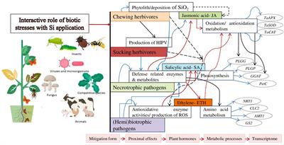 Unlocking the role of silicon against biotic stress in plants